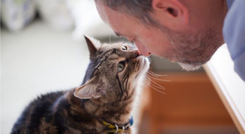 Dove lasciare il gatto per le vacanze