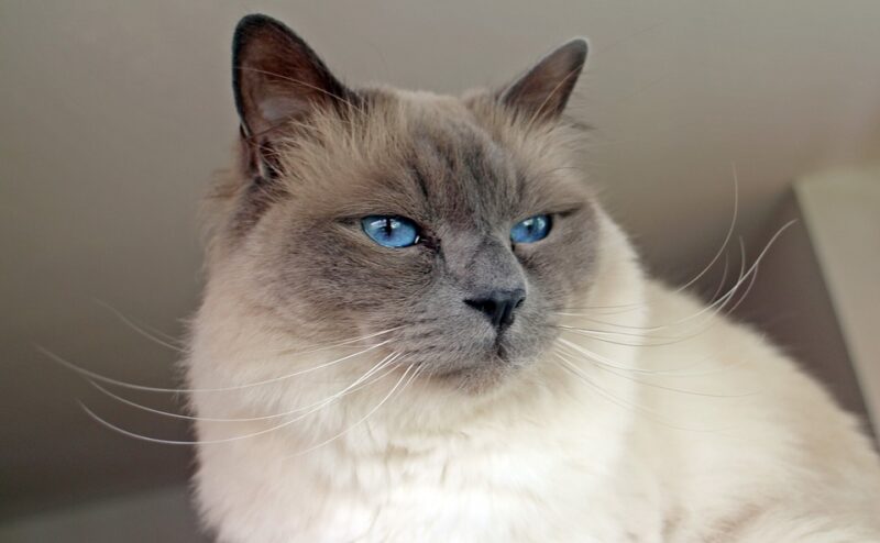 Quale razza di gatto è la più affettuosa