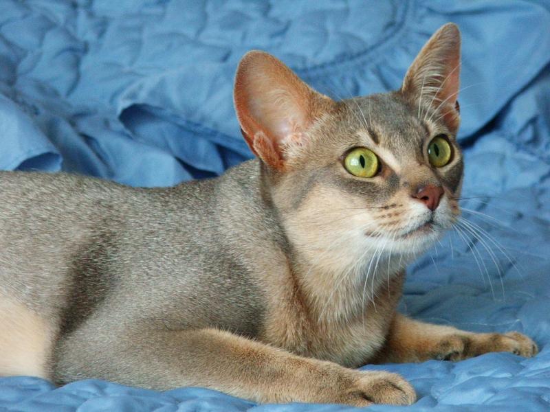 Gatto Abissino blu: una variante particolare 