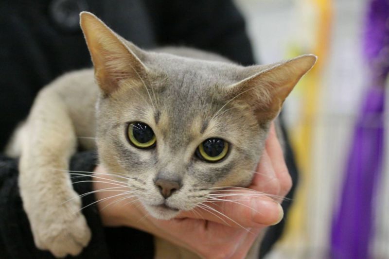 Gatto Abissino blu: una variante particolare 