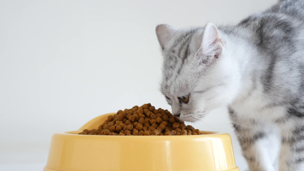 cambiare le crocchette al gatto