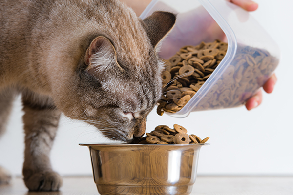 Come cambiare le crocchette al gatto senza sforzi