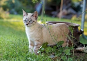 Perché i gatti in estate dimagriscono