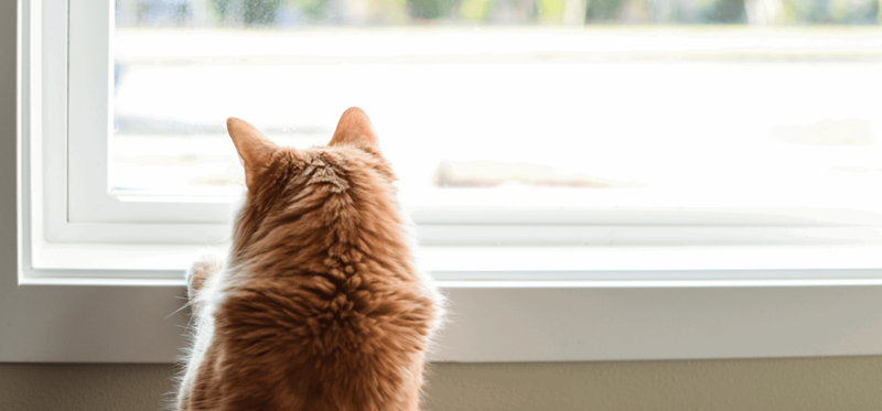 Dove lasciare il gatto per le vacanze