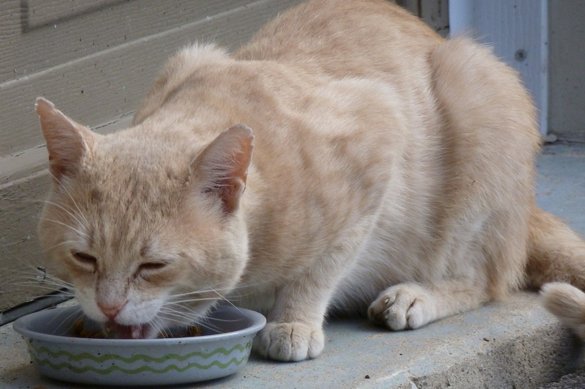 gatto con ciotola su gradini