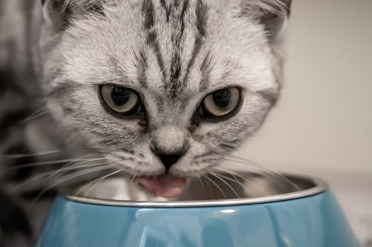primo piano gatto che mangia