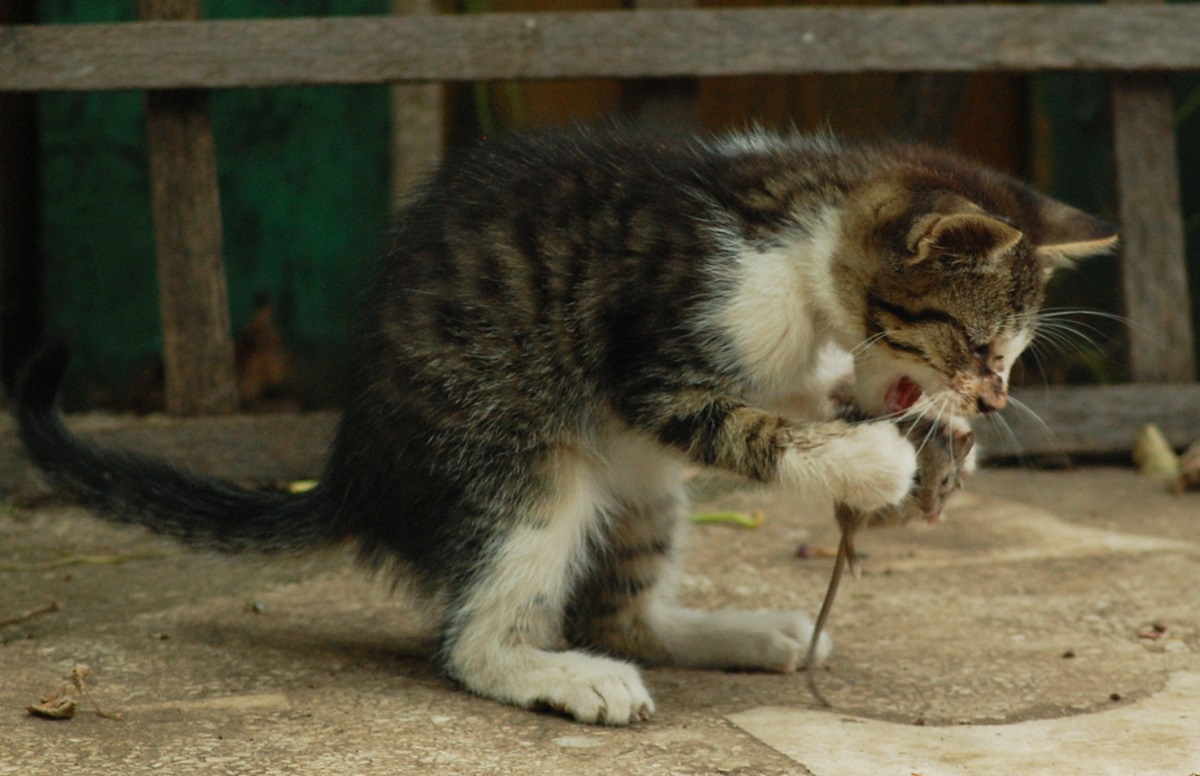 gattino mangia topo