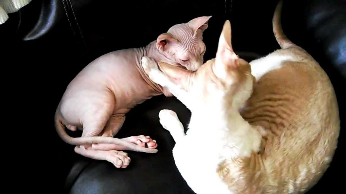 Devon Rex o Sphynx: quale scegliere?