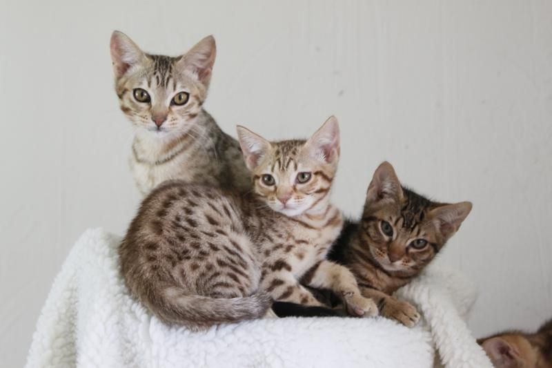 Ocicat: immagini e foto bellissime 