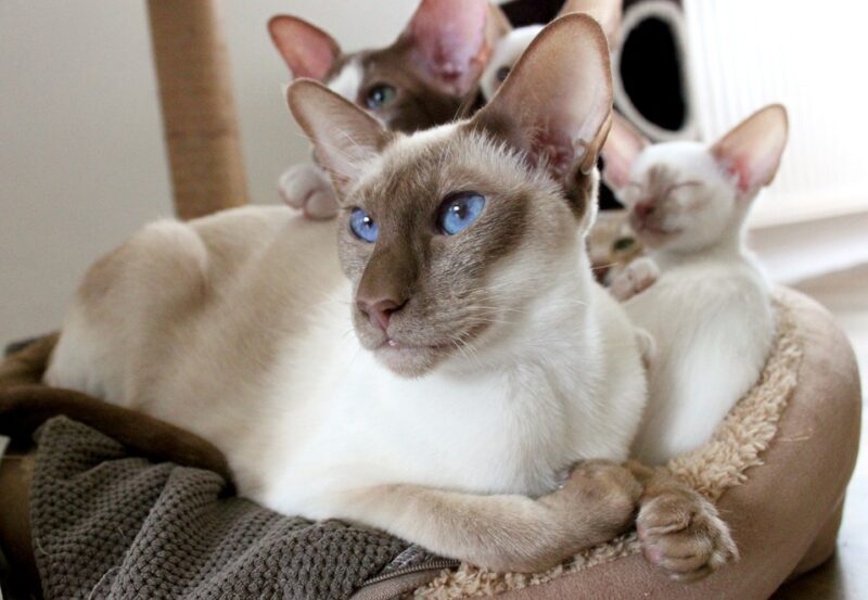 Differenza tra gatto Thai e Siamese