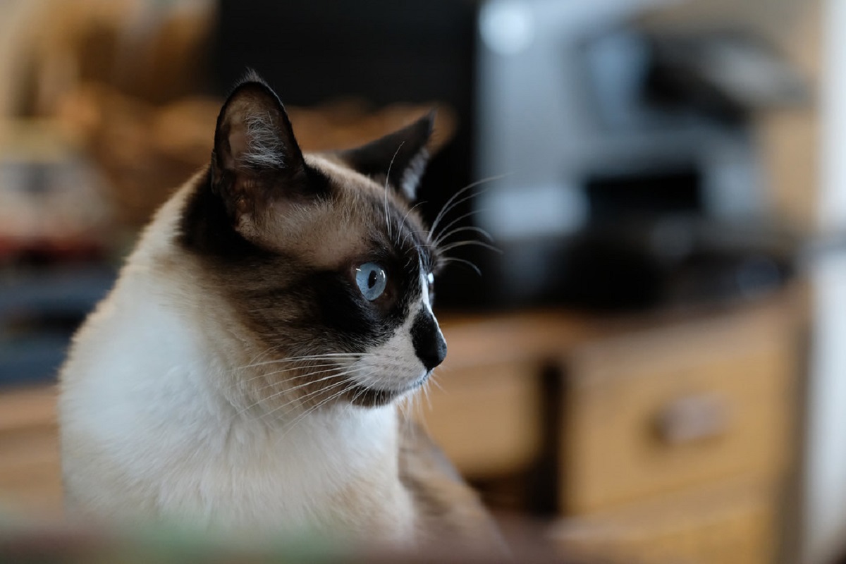 siamese in primo piano