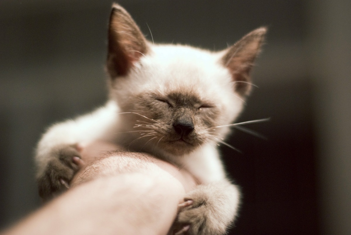 cucciolo di siamese