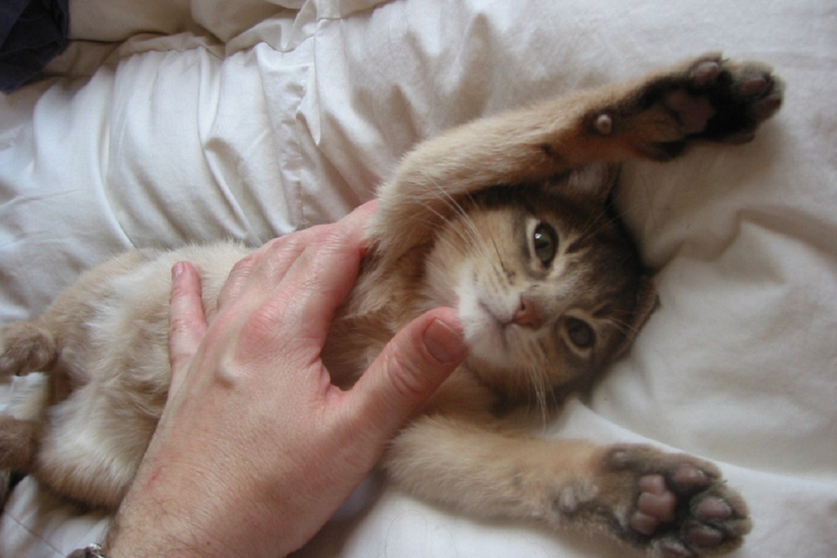 gatto abissino coccolato sul letto