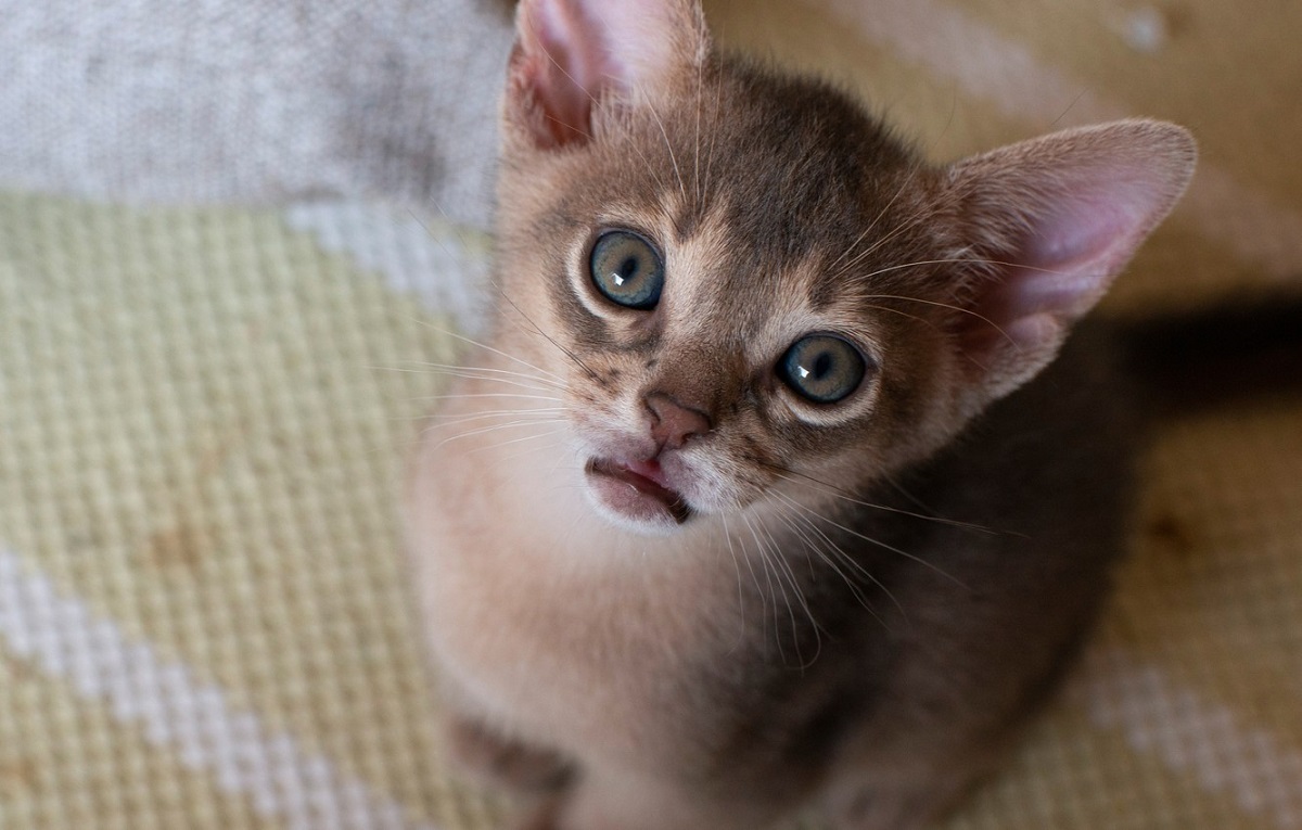 cucciolo di gatto abissino