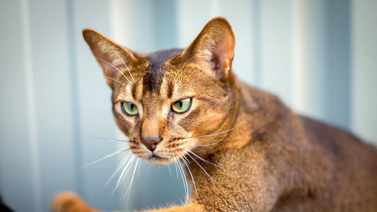 gatto abissino primo piano