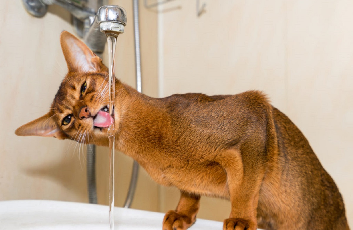 gatto abissino beve dal rubinetto
