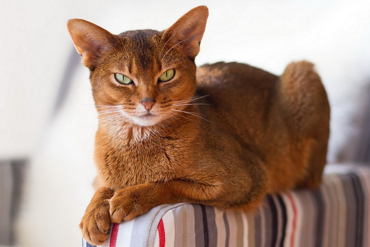 gatto abissino su bracciolo