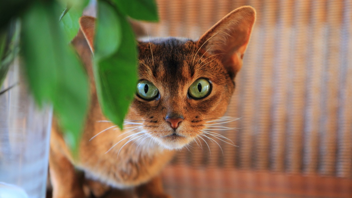 Gatto Abissino: foto e immagini bellissime