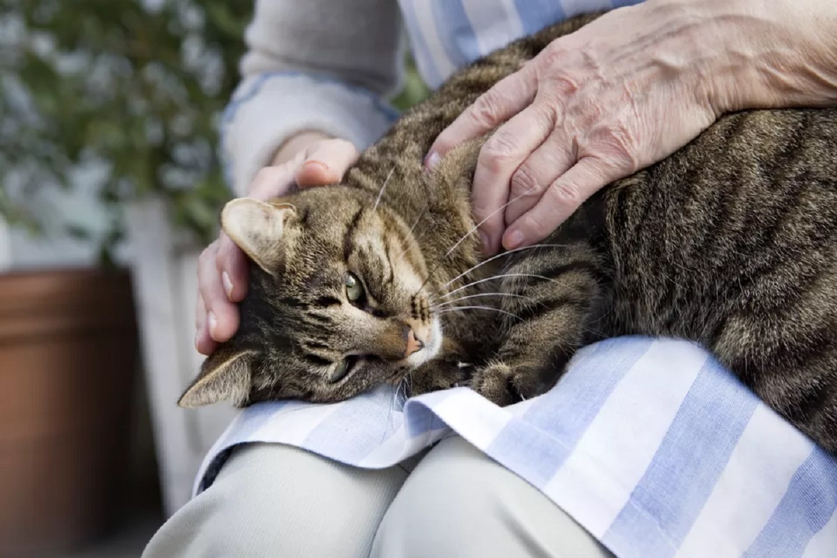 gatto anziano