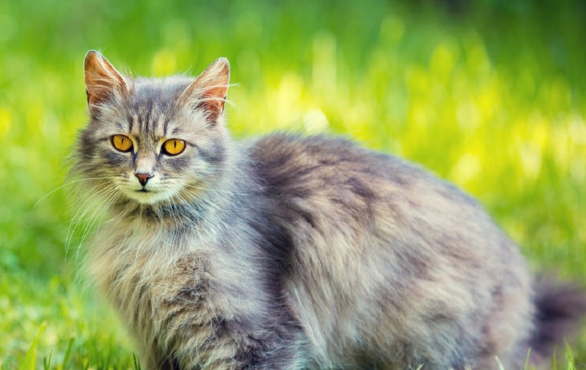 Gatto anziano gira su se stesso: che significa?