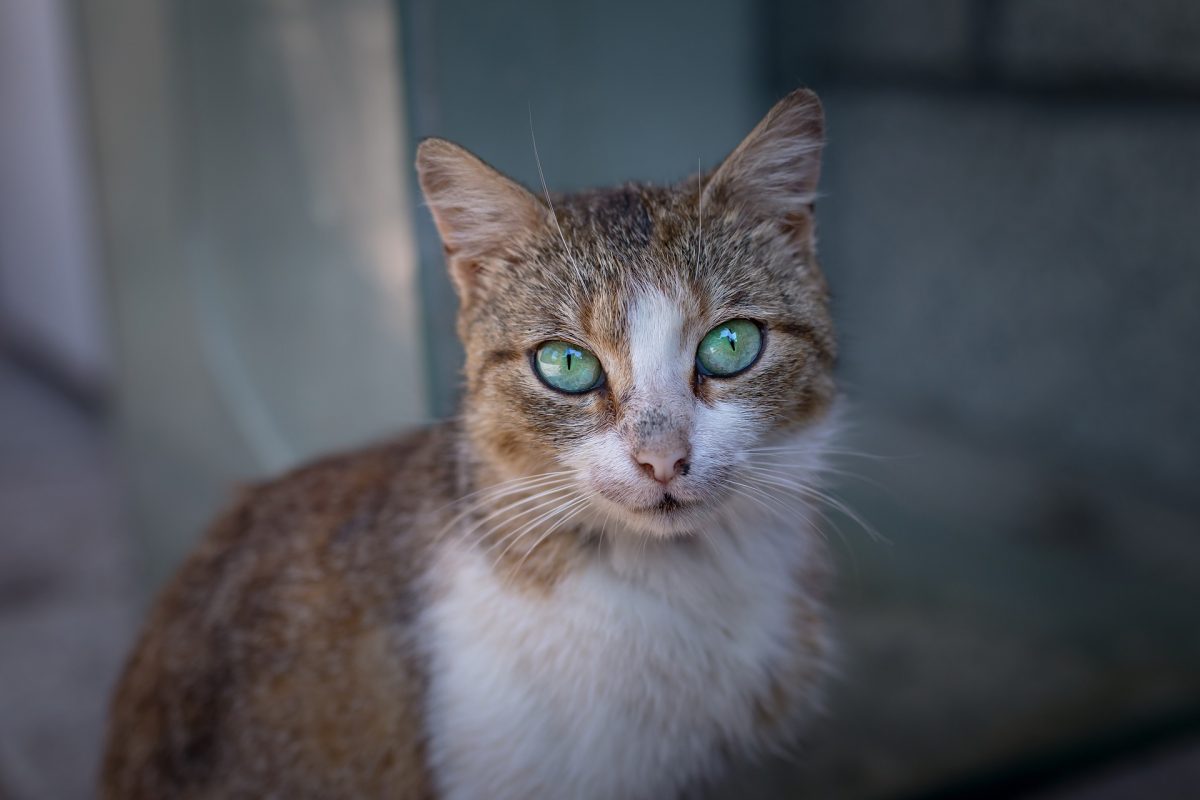 gatto anziano