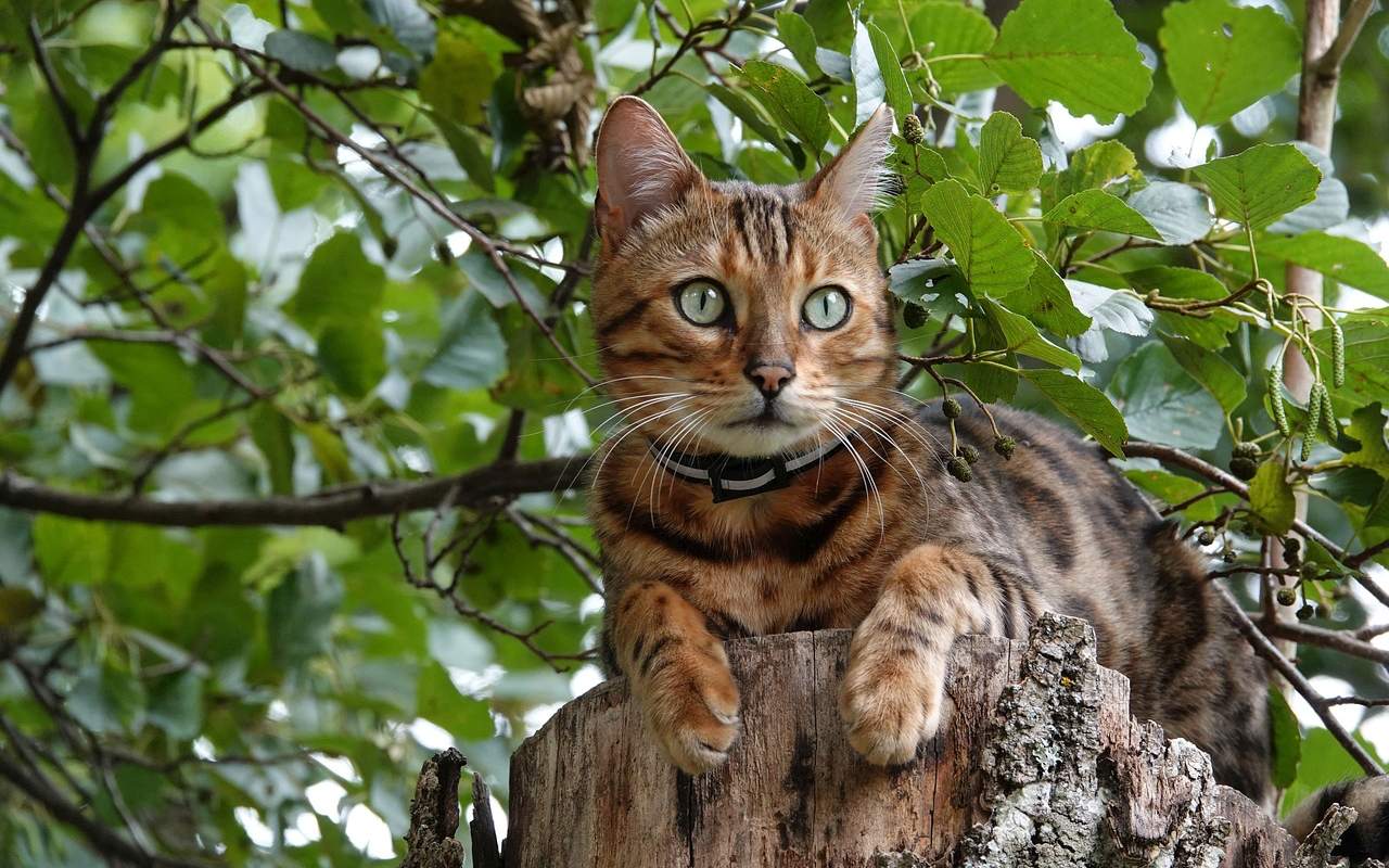 gatto su un tronco
