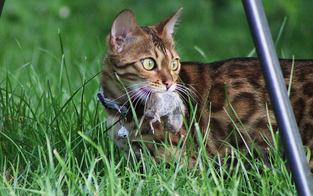 gatto con un topolino in bocca