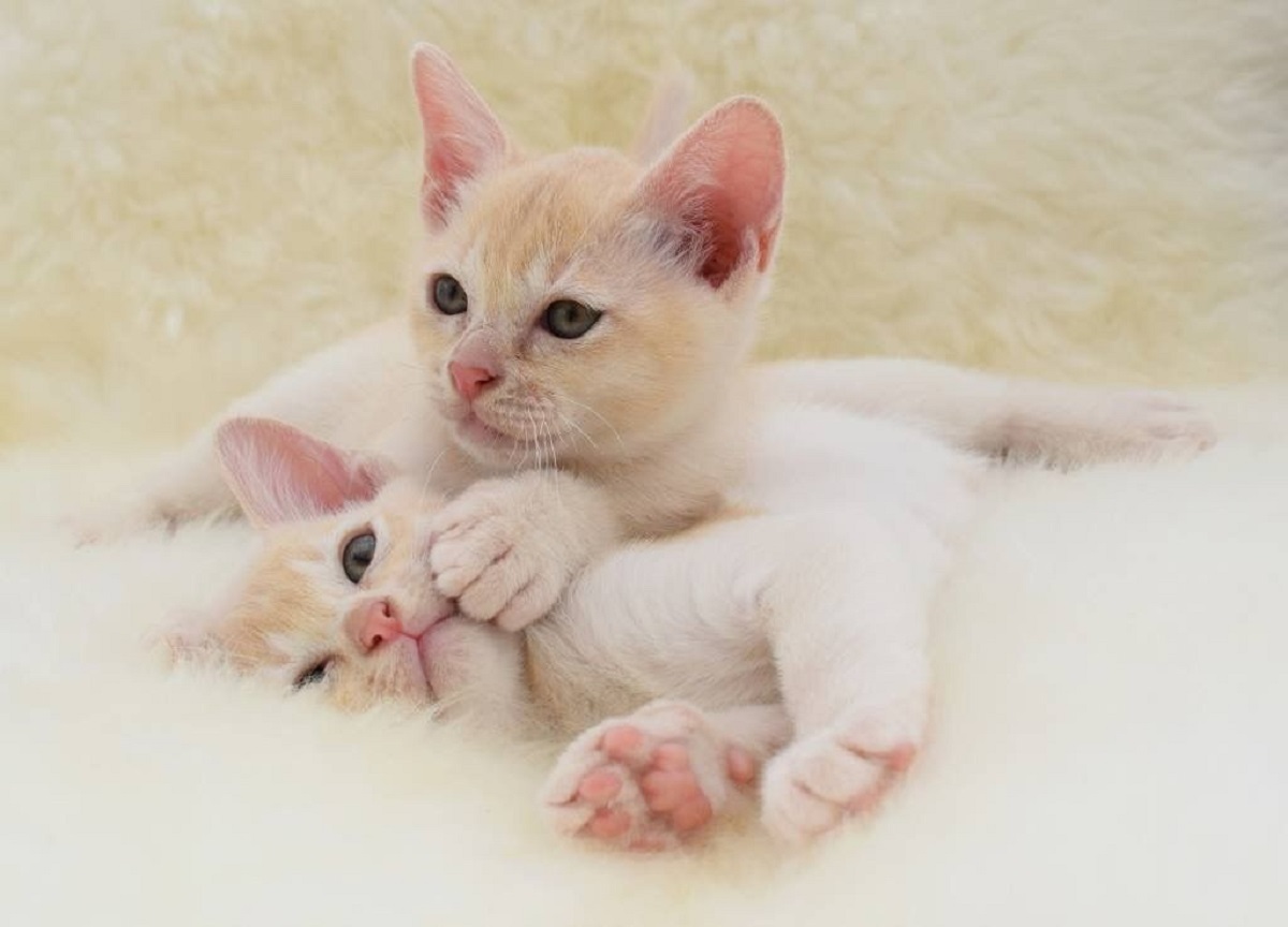 cuccioli di burmese giocano