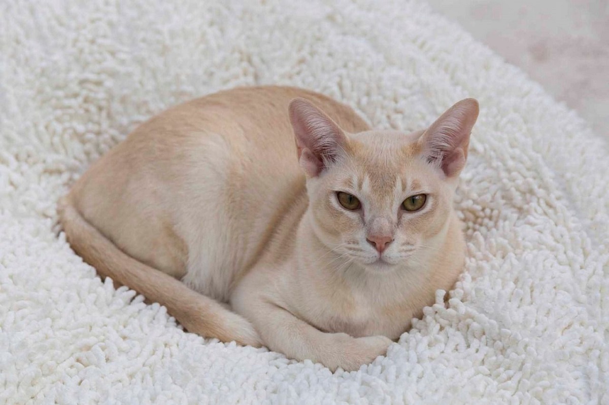 gatta burmese color crema