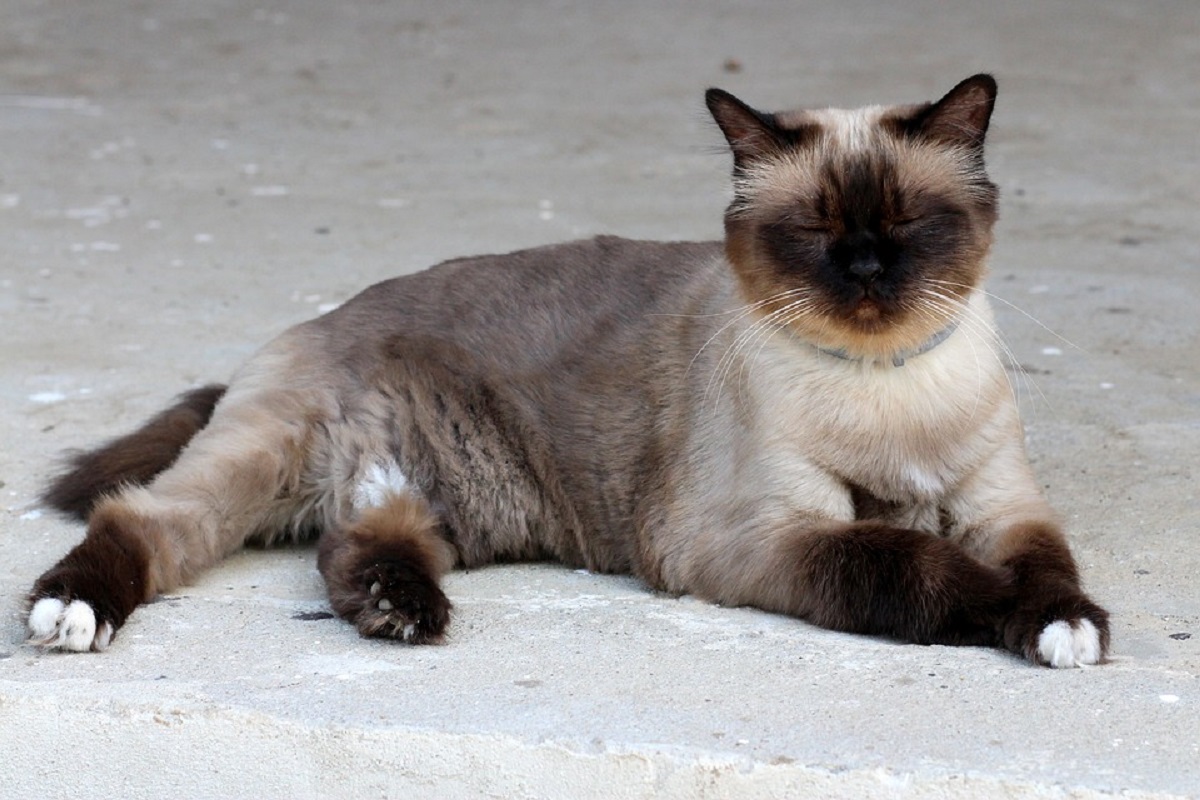 burmese occhi chiusi