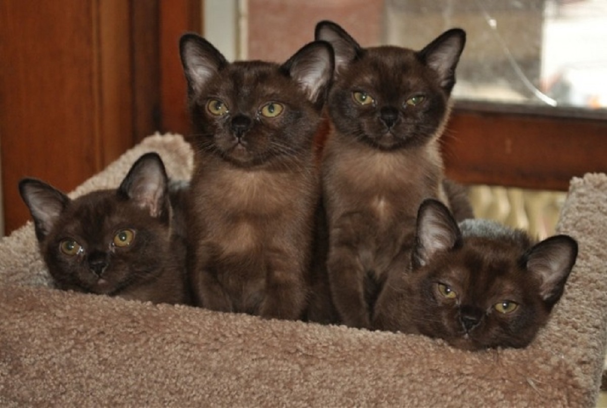 cuccioli di gatto burmese