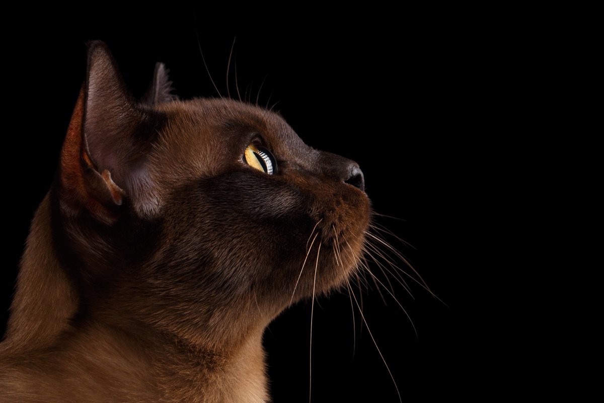 gatto burmese sfondo nero