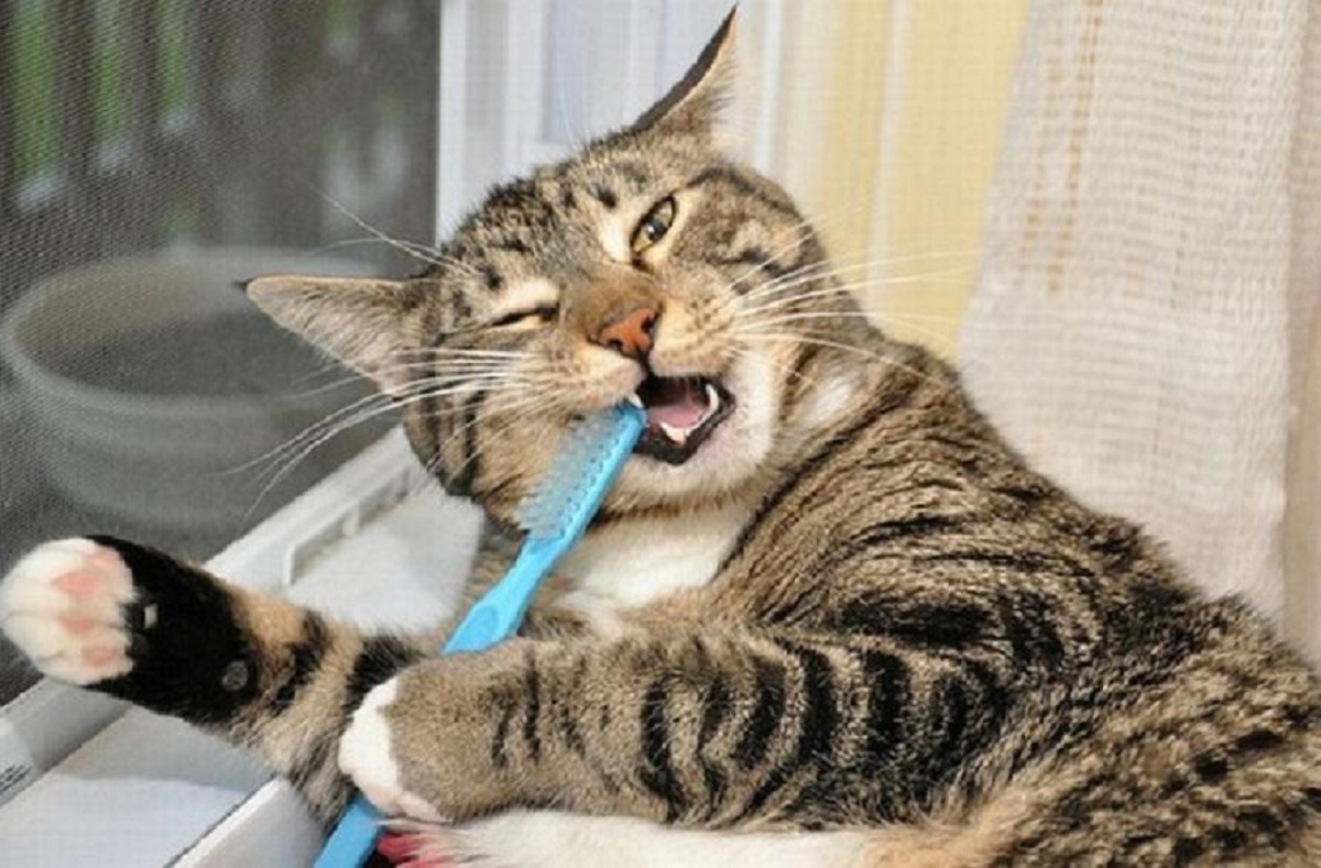 gatto con spazzolino