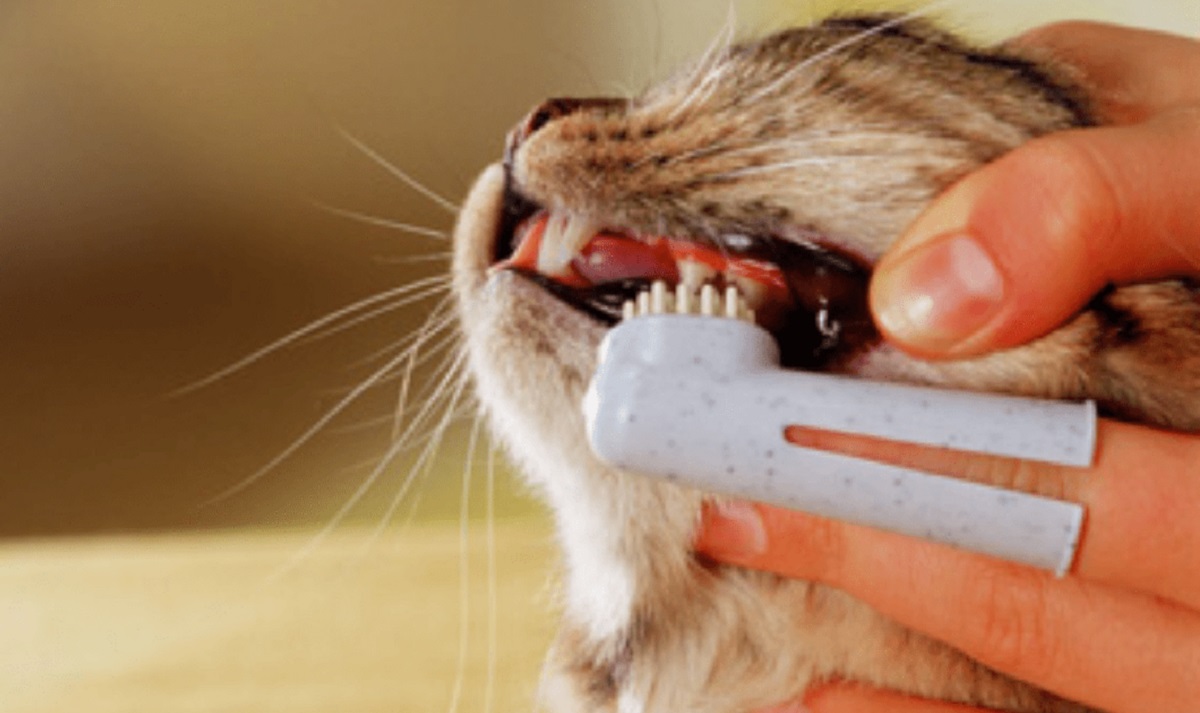 pulizia denti del gatto