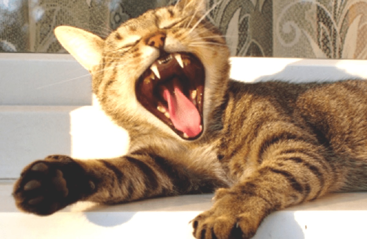 gattino spalanca bocca