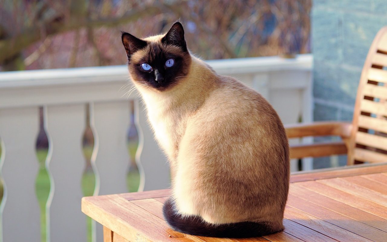 gatto seduto su un tavolo di legno