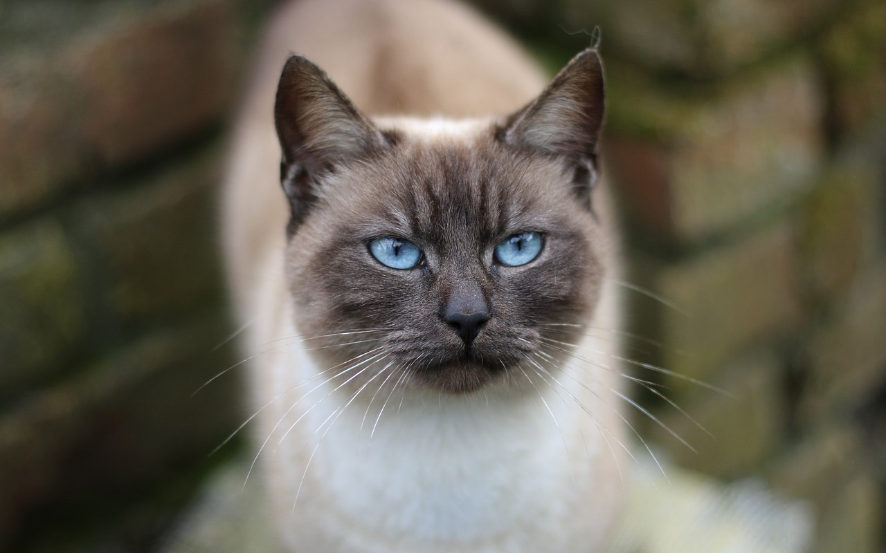 gatto con gli occhi azzurri