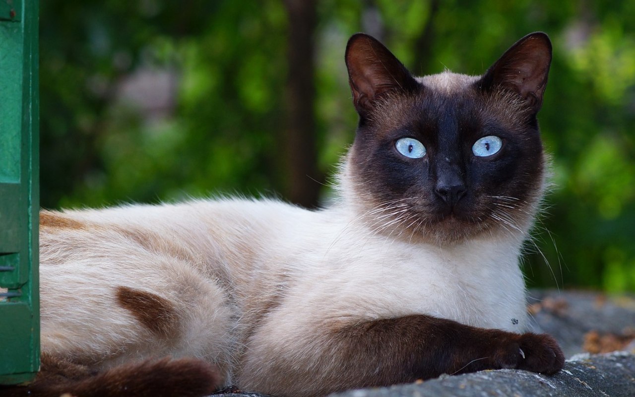 gatto di due colori