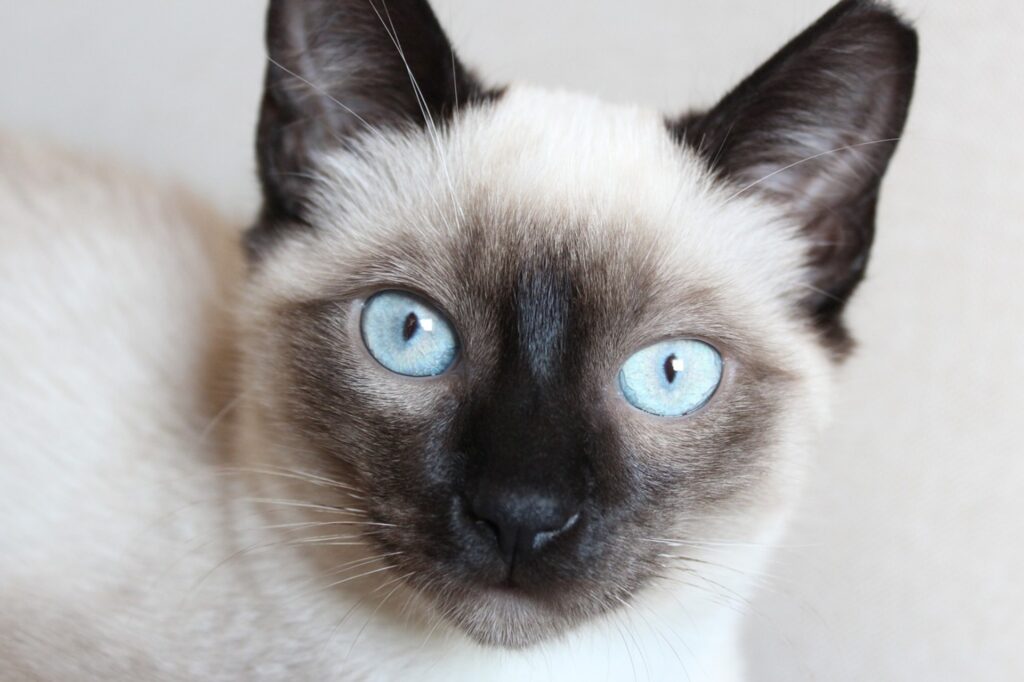 gatto di razza particolare