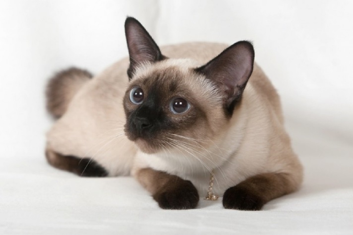 Gatto Siamese carattere e personalità Il mio gatto è leggenda