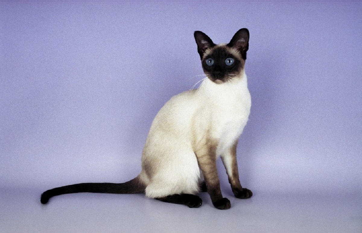 gatto siamese carattere