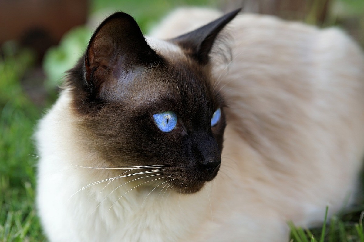 gatto siamese occhi blu