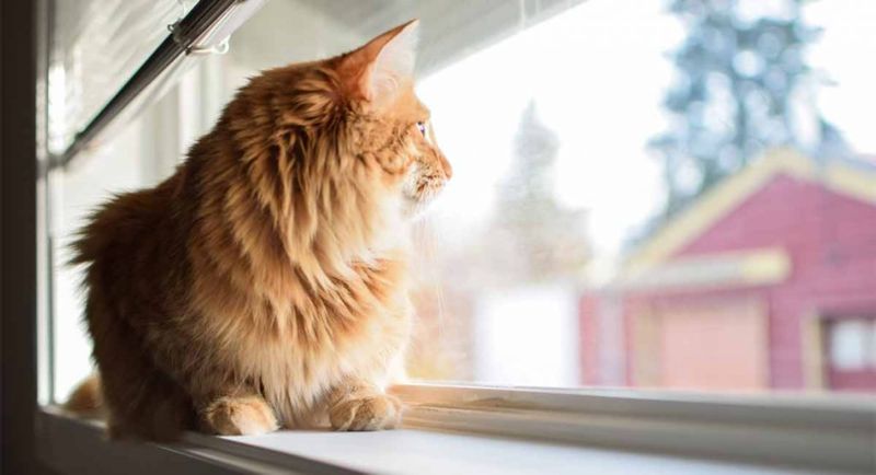 Dove lasciare il gatto per le vacanze