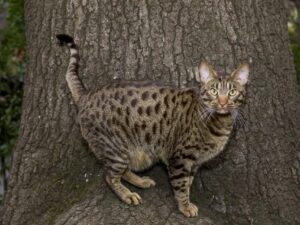 Ocicat, carattere e personalità: cosa sapere sul gatto dall’aspetto selvatico