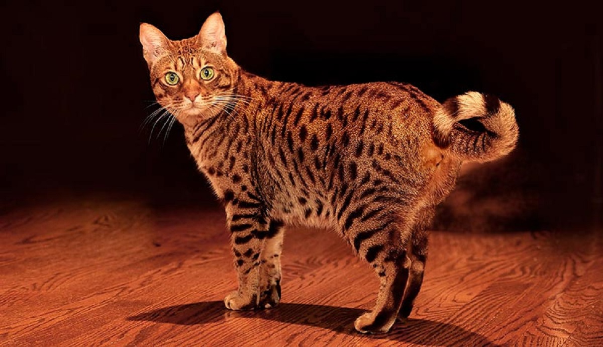 ocicat su parquet