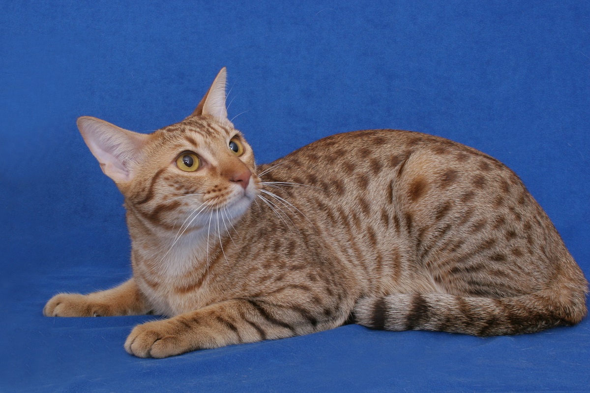 ocicat