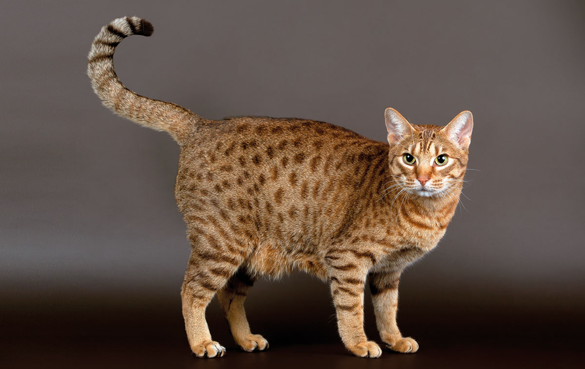 ocicat