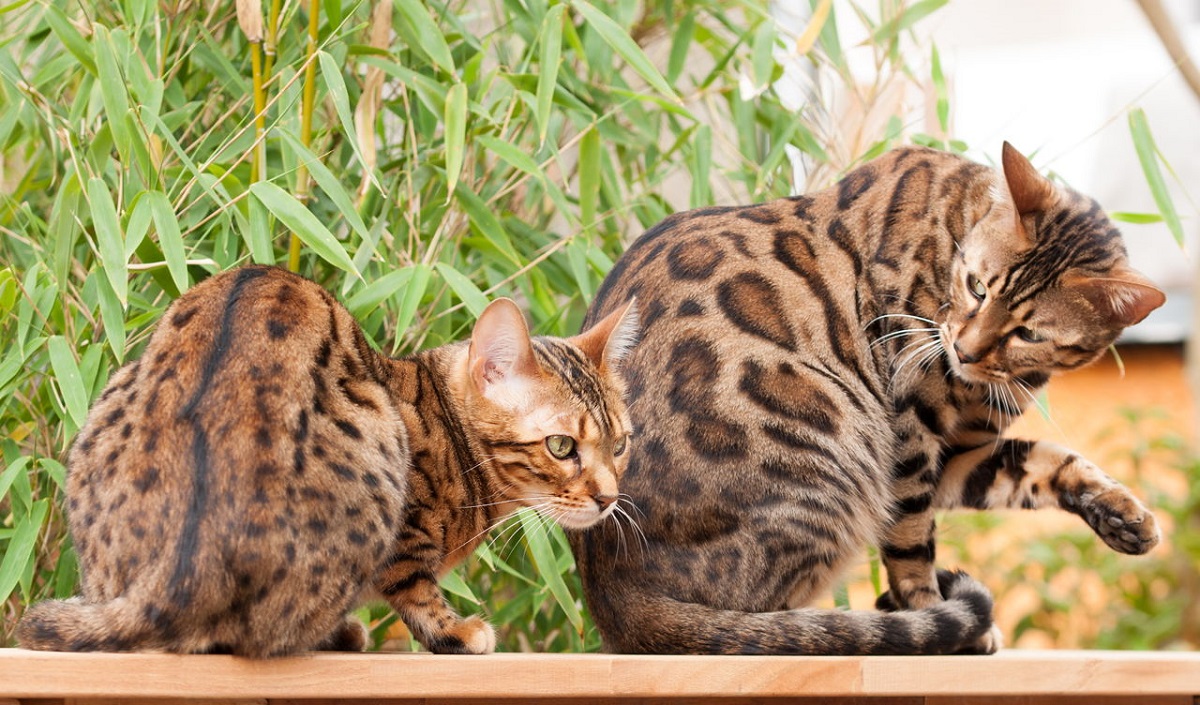 Ocicat vs Bengala: due gatti simili ma diversi