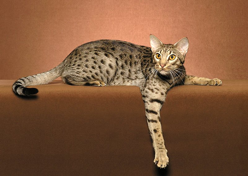 Ocicat: immagini e foto bellissime 