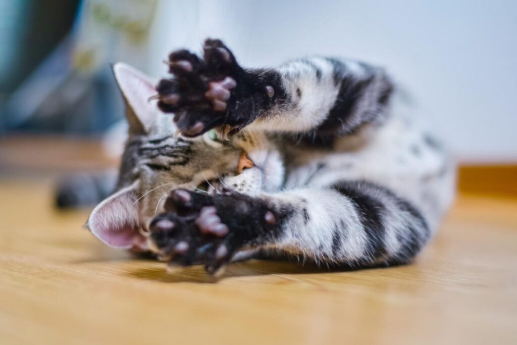 gattino con le zampe tese
